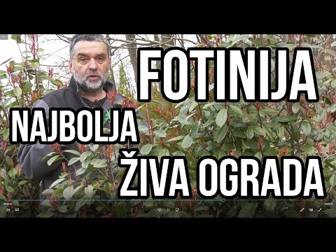 Video: Fotinija