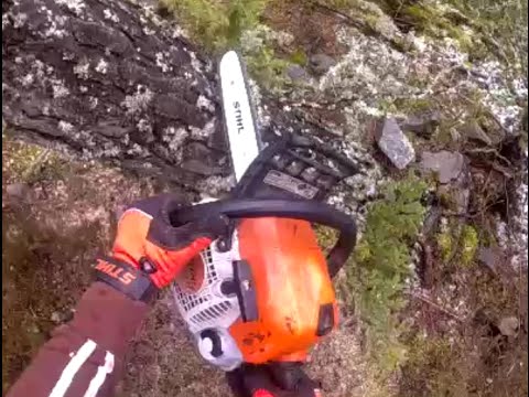 Stihl MS211 chainsaw action - cutting down a tree - YouTube