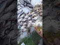 بطريقه بسيطة .. ازاي تعرف تفرق الكابوريا الذكر والانثى المبطرخة