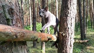 Caspian a Russian blue cat practicing balance by TheUltimateFIASCO 1,949 views 2 years ago 8 minutes, 12 seconds