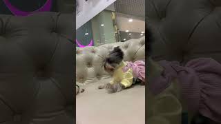 Fun and cute puppies compilation | yorkie time  #cutepuppy