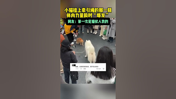 狗仗人势见多了，猫仗人势还是头一次见#寵物 #萌宠 #搞笑