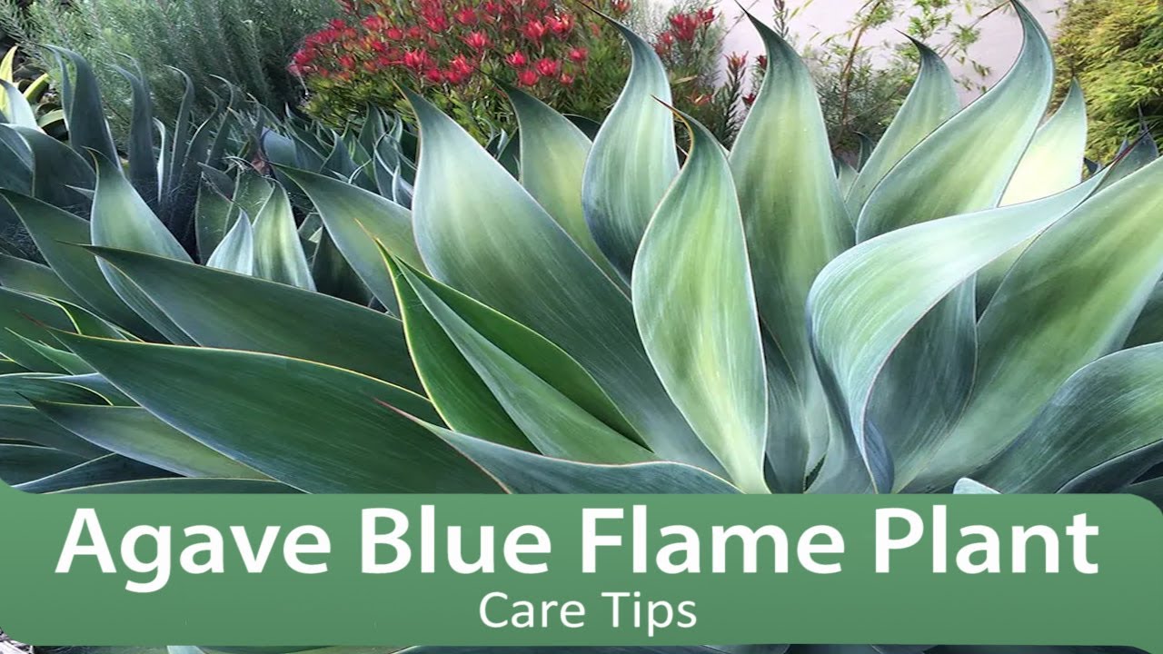 Agave Blue Flame Plant Care Tips YouTube