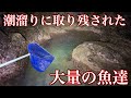 夜の磯でガサガサすると大量生き物を発見【死滅回遊魚】