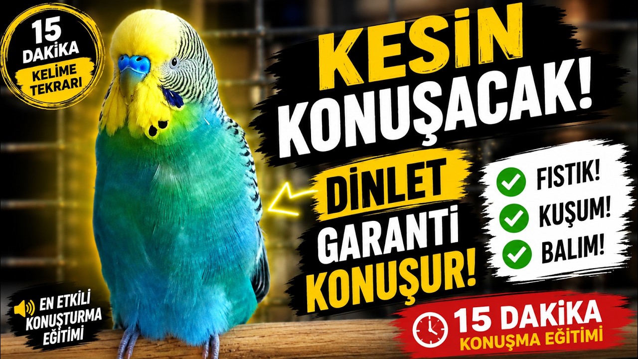💚 Muhabbet Kuşu Konuşturma Eğitimi | Kuşunuz Bu Kelimeleri Kolay Öğrenecek💚