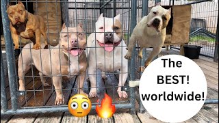 😳 The BEST American Bullies In The WORLD!!! 🔥