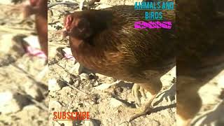 hen Murgi / chicken hen video chiken sound #Bird🐓