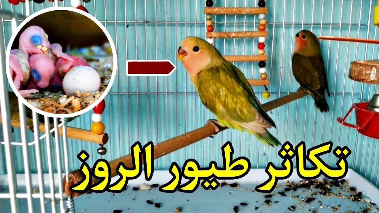 تكاثر طيور الغندور (ببغاء الروز ) #أمين_كادورة