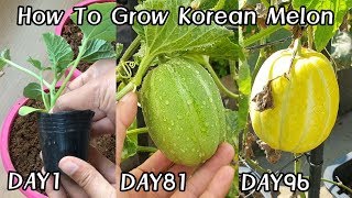 화분에서 참외 키우기ㅣHow To Grow Korean Melon