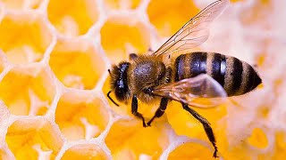 Bees work harder than you | Bee sound by WorldFlora 267 views 1 year ago 14 minutes, 59 seconds