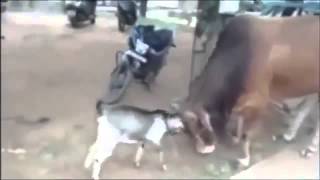 boğaya kafa tutan keçi