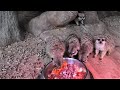 Званый ужин у Сурикатов! A Meerkat dinner party!