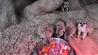 Званый ужин у Сурикатов! A Meerkat dinner party!