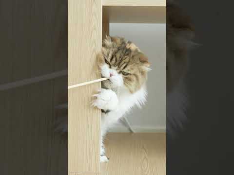 <strong>고양이와</strong> 젓가락의 살벌한(?) 싸움
