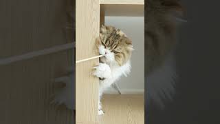 고양이와 젓가락의 살벌한(?) 싸움