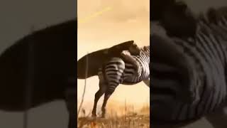 Dunia Satwa zebra kena #shorts
