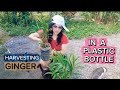 Harvesting ginger in a plastic bottle