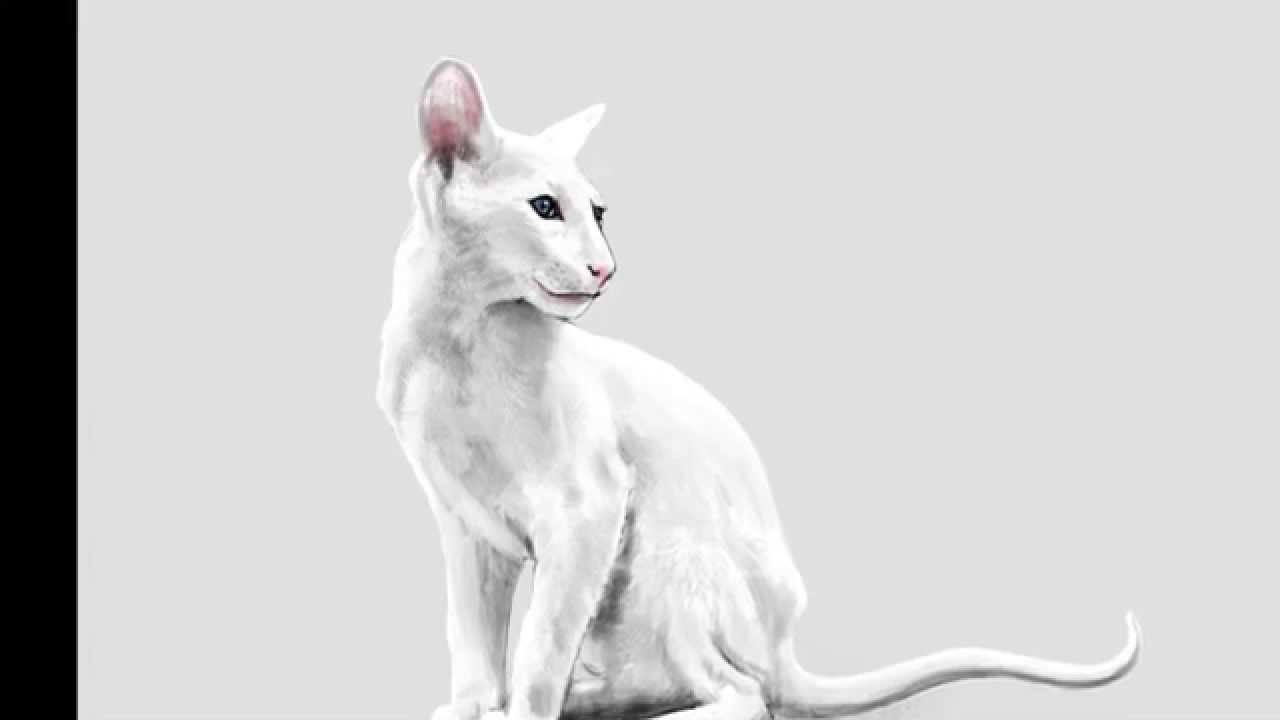 41++ Oriental shorthair drawing Funny Cats