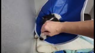 Sick Puppy Crushed By School Bus