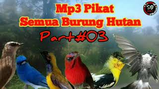 Suara Pikat Semua Burung Lokasi Hutan Part#03Mix Sg Pulot