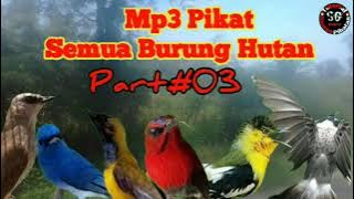 Pikat Ribut Untuk Segala Burung Liar Di Hutan
