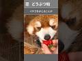 竹を噛み砕く顎なのに、イチゴは？
