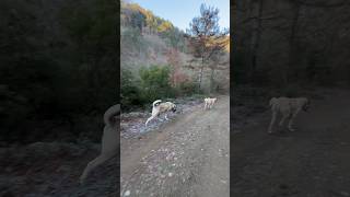 4X4 Ranger Çobanköpeği