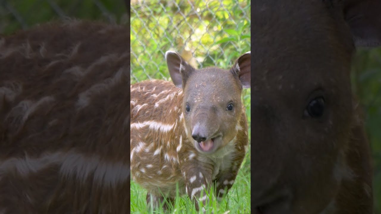 A Baby Baird Tapir To Brighten Your Day 