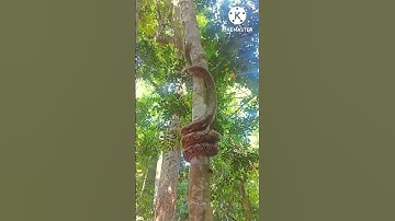 Python climb a tree #shorts #python #climbing #tree