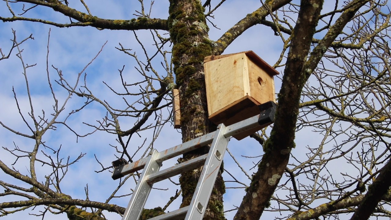 Comment faire venir des oiseaux dans son jardin ? - YouTube
