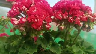 видео: Какую землю использую для пеларгоний. картинка: Какую землю использую для пеларгоний.