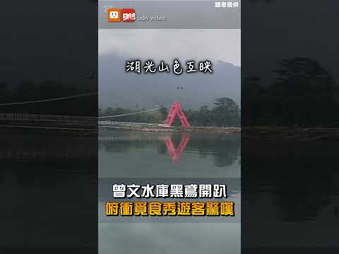 【生活】曾文水庫黑鳶開趴 俯衝覓食秀遊客驚嘆