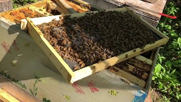 Queen Cage Introduction Part 2, Follow Up and Release