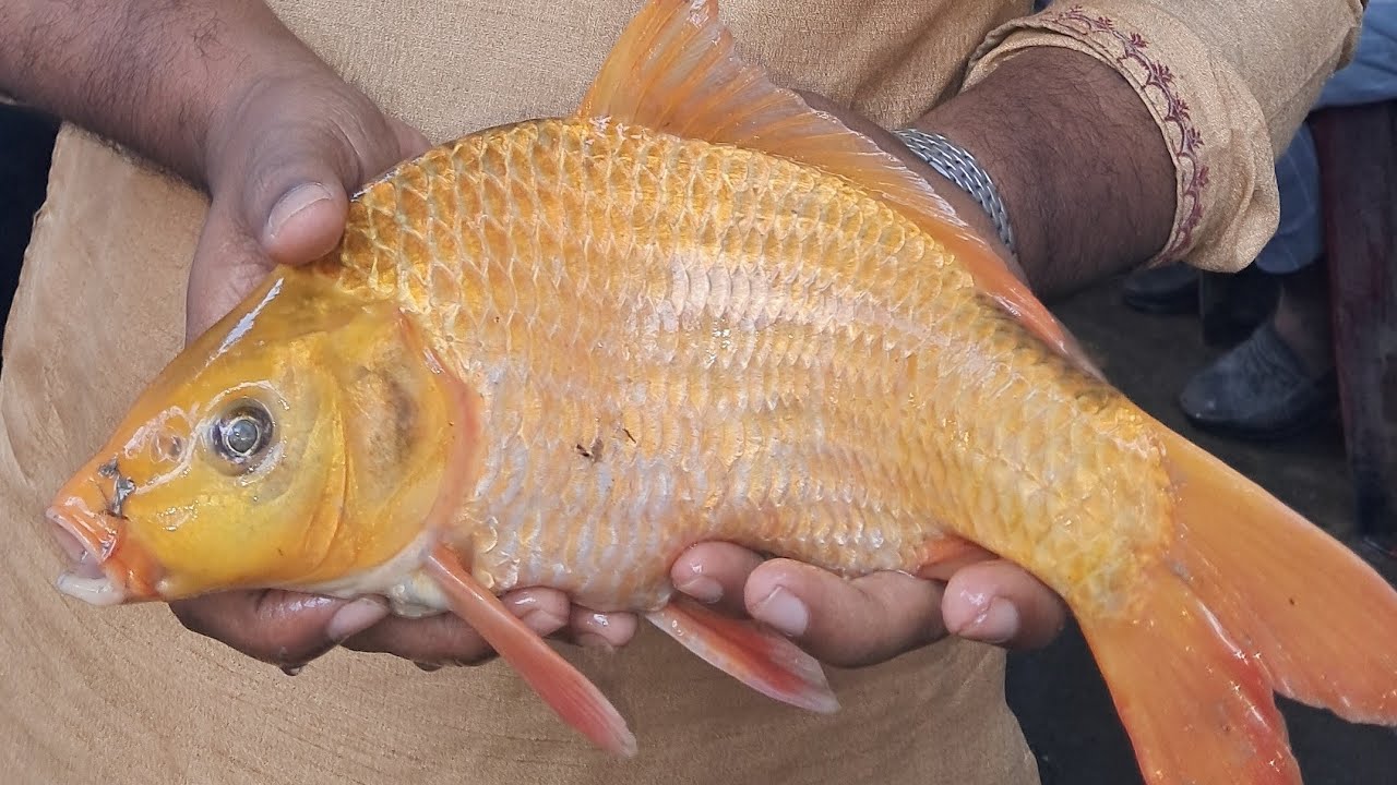 fish cutting skills big tuna fish cutting skills big the amazing