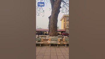 Cây cổ thụ 100 năn tuổi #tamdaonui