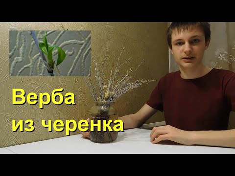 ВЕРБА ИЗ ВЕТКИ. Черенкование вербы. Лёгкий способ.