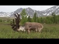 Северный олень (Reindeer). Тожу, Республика Тыва