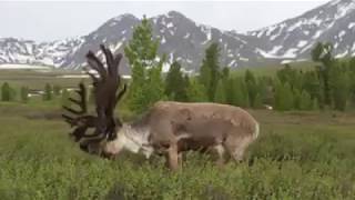 Северный олень (Reindeer). Тожу, Республика Тыва