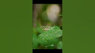 تلاوة هادئة بصوت القارئ فارس عباد #قران_كريم #quran #راحة_نفسية