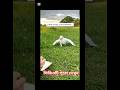 baby eagle #viralvideo #foryou #like #love #funny