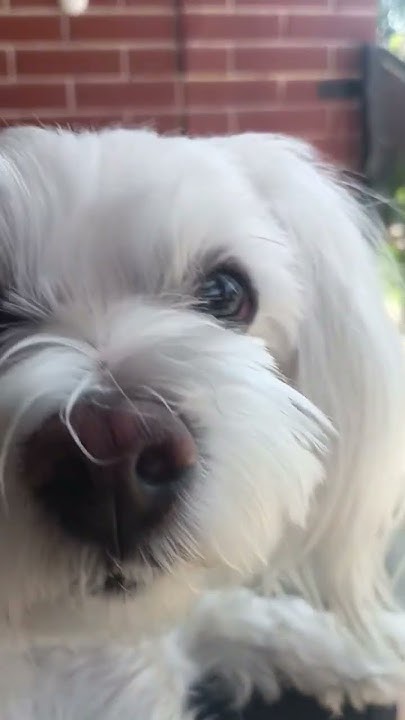 #собака ️💗🥰💕💞💓🐶🐶🐕🐕‍🦺🐛 - YouTube