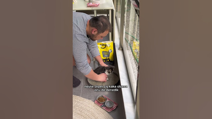 İkinci kedimi sahiplenmeye gidiyorum part2 🥰 #kedi #cat #satinalmasahiplen