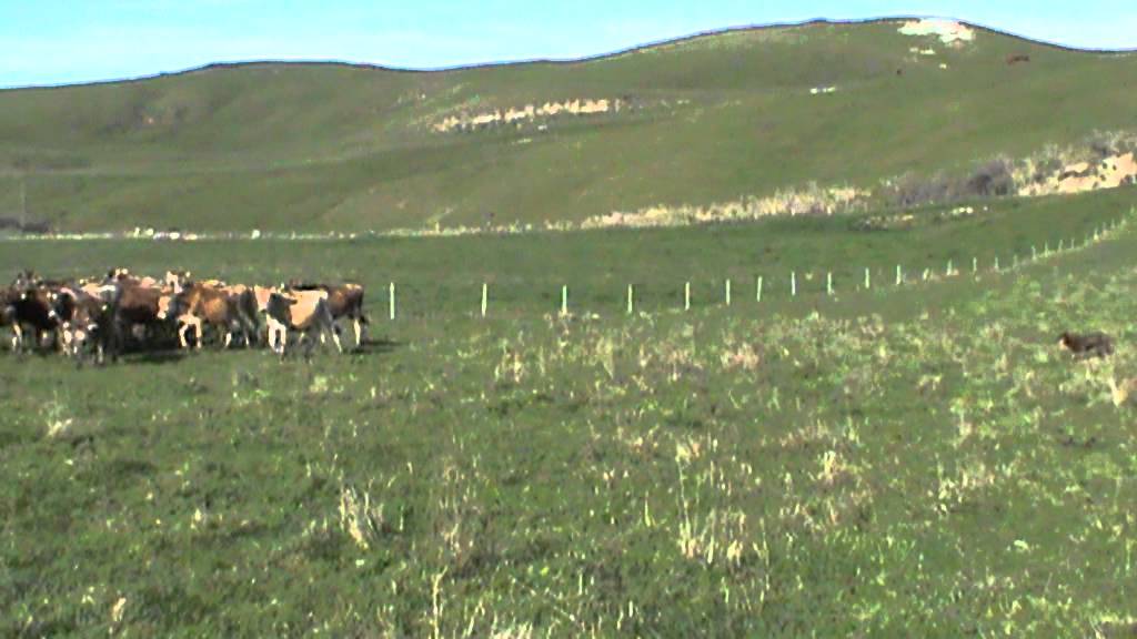 Karana Charm II moving Jersey calves - YouTube