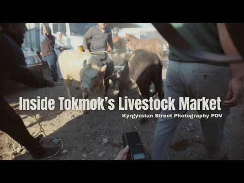 A Morning at Tokmok’s Livestock Market, Kyrgyzstan - ft. Uroš Bogovič