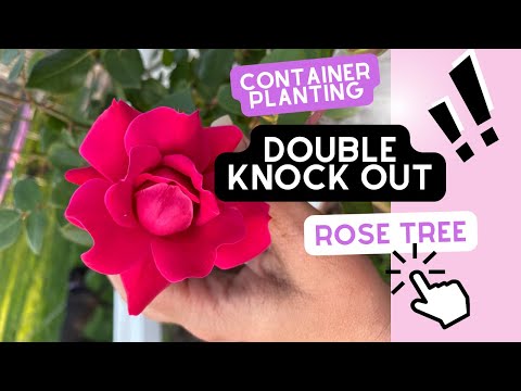Container Grown Knock Out Roses: My 3 Best Tips