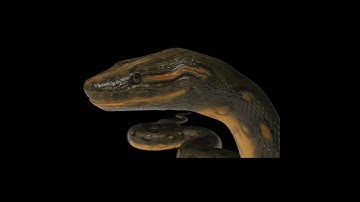 Anaconda Snake 3D Model