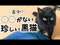 保護した猫が実は珍しい黒猫だった