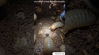 Micro Camera on an Earwig #shorts #pov