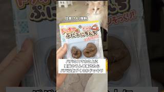 パパの携帯の上に猫のうん〇乗せてみたドッキリ😂 #ミヌエット #愛猫 #ドッキリ #shorts