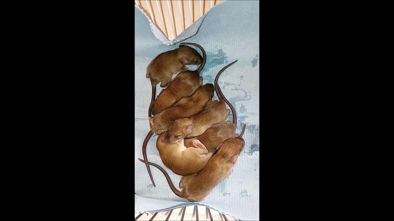 8 Orphaned Baby Rat Pups 🐀🐀🐀🐀🐀🐀🐀🐀 Wichita Falls Reptile Rescue YouTube